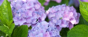 ビジネス カジュアルに使える 6月 下旬 時候の挨拶文と書き出しや結びの言葉と例文 テンプレートボックス