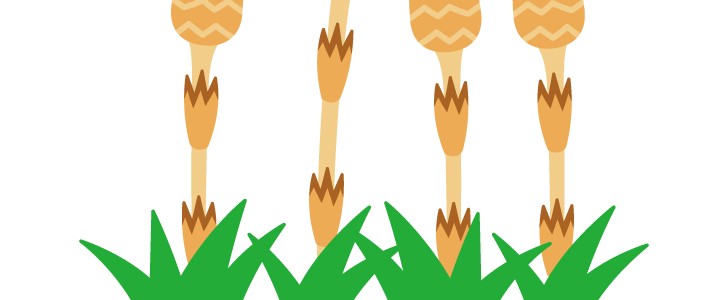 並んで生えるつくしのイラスト 春 野草 つくしんぼ 植物 自然 土筆 春に使えるワンポイントカット 無料イラスト素材 Templatebox