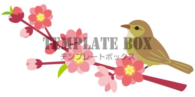 桃の花の枝にとまったウグイス 春 雛祭り ひな祭り ひなまつり 桃の節句 3月 植物 うぐいす 小鳥 鳥 春 ひな祭りに使えるワンポイントカット 無料イラスト素材 Templatebox