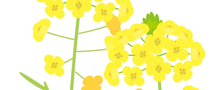 菜の花のイラスト 春 花 草花 野草 アブラナ 植物 自然 緑 春に使えるワンポイントカット 無料イラスト素材 Templatebox