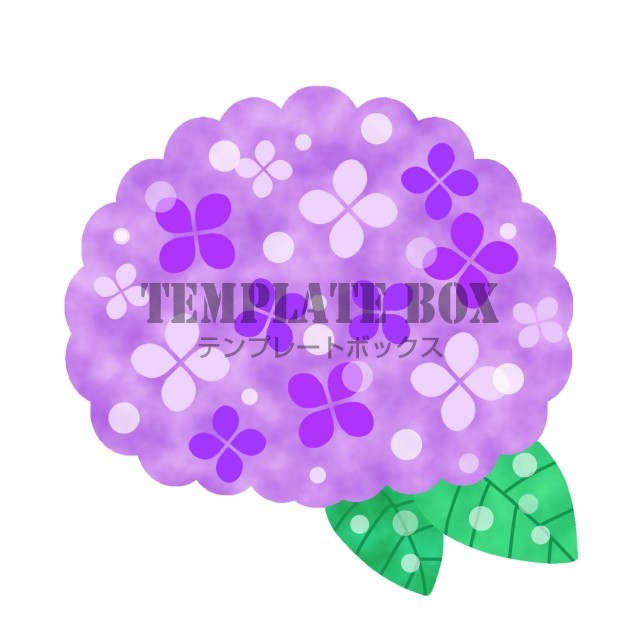 パープルのあじさい６月のイラスト 紫陽花 6月 梅雨 雨 無料イラスト素材 Templatebox