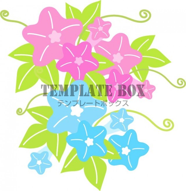 ８月のイメージのワンポイントイラスト ピンクとブルーの２色の朝顔の花のデザイン 無料イラスト素材 Templatebox