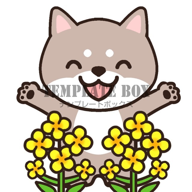 菜の花を見て喜ぶ黒しば４月の無料イラスト・4月　菜の花　春の花　柴犬